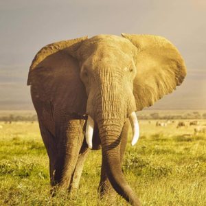 TRAVEL TO UGANDA TOUR – 12 DAYS