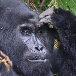 GORILLA TREKKING & SAFARI- 15 DAYS