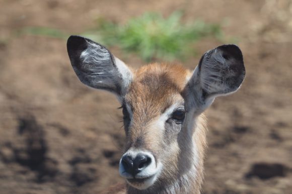 murchison falls safari