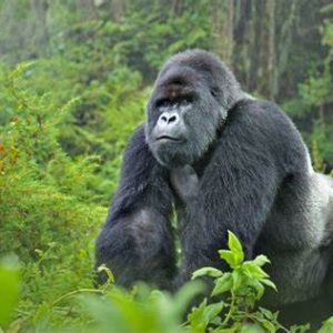 14 DAYS UGANDA GORILLA TRACKING & WILDLIFE SAFARI