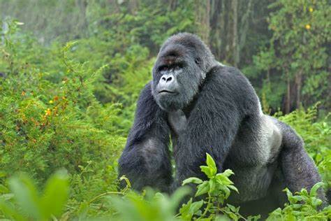 14 DAYS UGANDA GORILLA TRACKING & WILDLIFE SAFARI