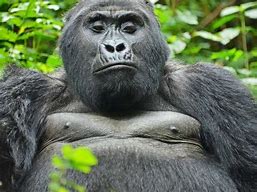 9 DAYS GORILLAS, CHIMPS & BIG5 SAFARI