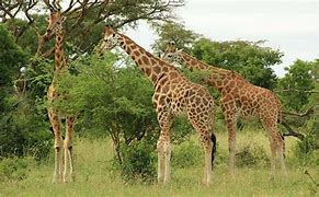 6 DAYS  MURCHISON FALLS AND KIDEPO NATIONAL PARK SAFARI.