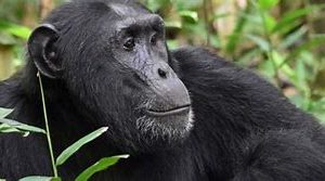 5 DAYS UGANDA GORILLAS, CHIMPS AND WILDLIFE SAFARI.