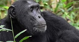 5 DAYS UGANDA GORILLAS, CHIMPS AND WILDLIFE SAFARI.