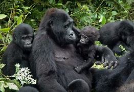 GORILLA TREKKING & SAFARI – 15 DAYS