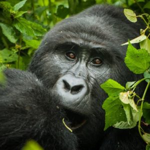 BEST SAFARI TO UGANDA – 10 DAYS