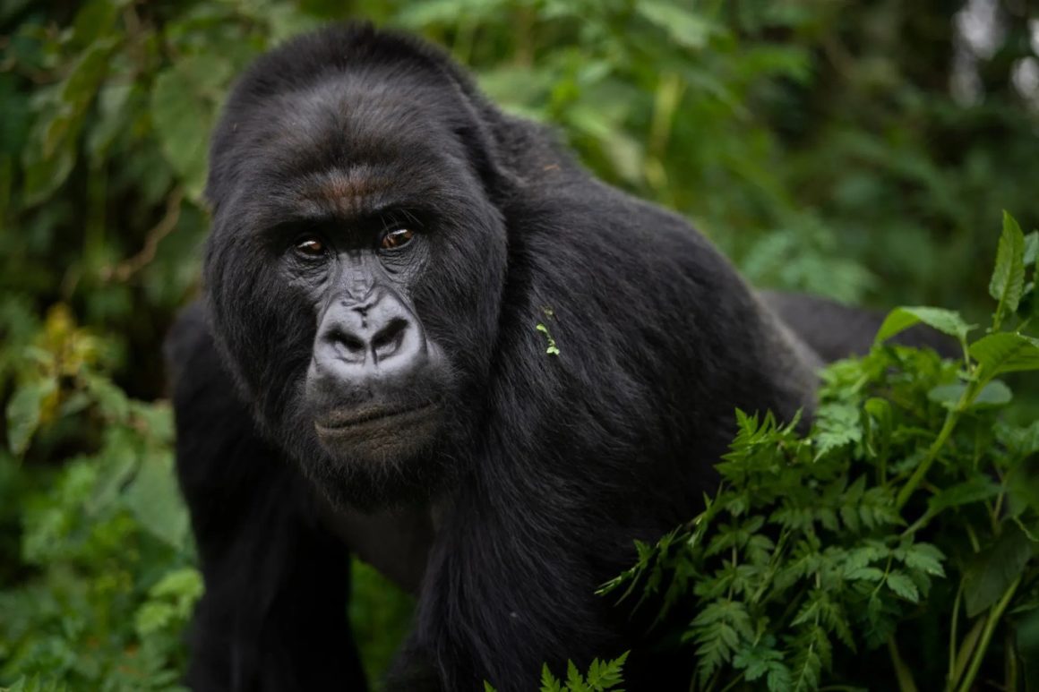 4 DAYS GORILLAS & WILDLIFE SAFARI