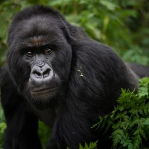 4 DAYS GORILLAS & WILDLIFE SAFARI