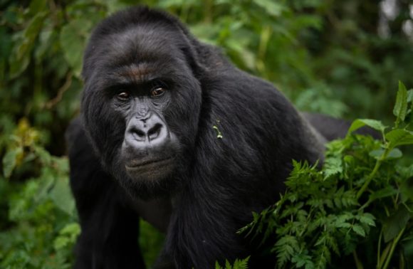 4 DAYS GORILLAS & WILDLIFE SAFARI