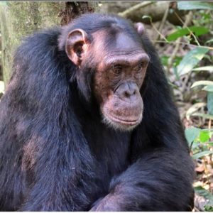 6 DAYS CHIMPS AND WILDLIFE UGANDA SAFARI