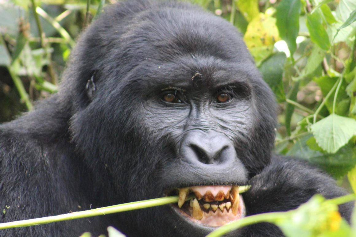 GORILLA TREKKING TOUR UGANDA – 3 DAYS