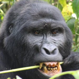 UGANDA GORILLA TOURS – 7 DAYS