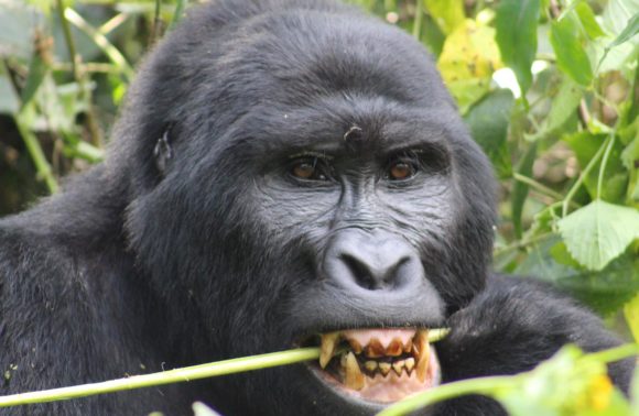 UGANDA GORILLA TOURS – 7 DAYS