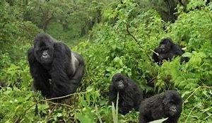 20 DAYS GORILLAS, CHIMPS, WILDLIFE & CULTURE SAFARI