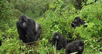 20 DAYS GORILLAS, CHIMPS, WILDLIFE & CULTURE SAFARI