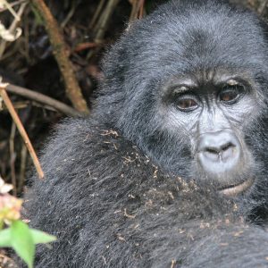 7 DAYS GORILLAS, CHIMPS AND WILDLIFE UGANDA SAFARI