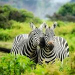 6 Days Uganda Primate & Wildlife Safari