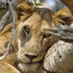12 Days Uganda Primates & Big Five Safari
