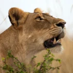 5 Days Gorilla, Chimpanzee & Wildlife Safari in Uganda