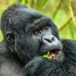 3 Days Gorilla Trekking tour from kigali