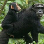 CHIMPANZEE TREKKING