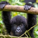 10 Days Ultimate Uganda Safari