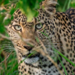 7 Days Uganda Primate & Wildlife Safari