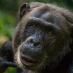 4 Days Gorilla and Chimpanzee Trekking Tour